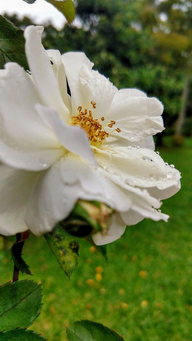 WHITE FLOWER