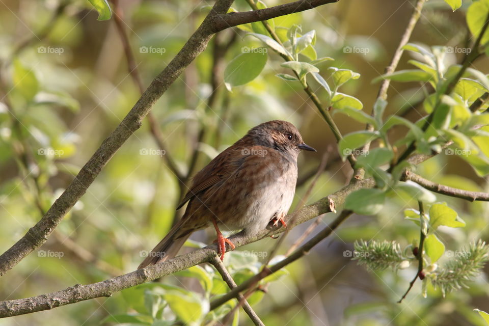 Dunnock