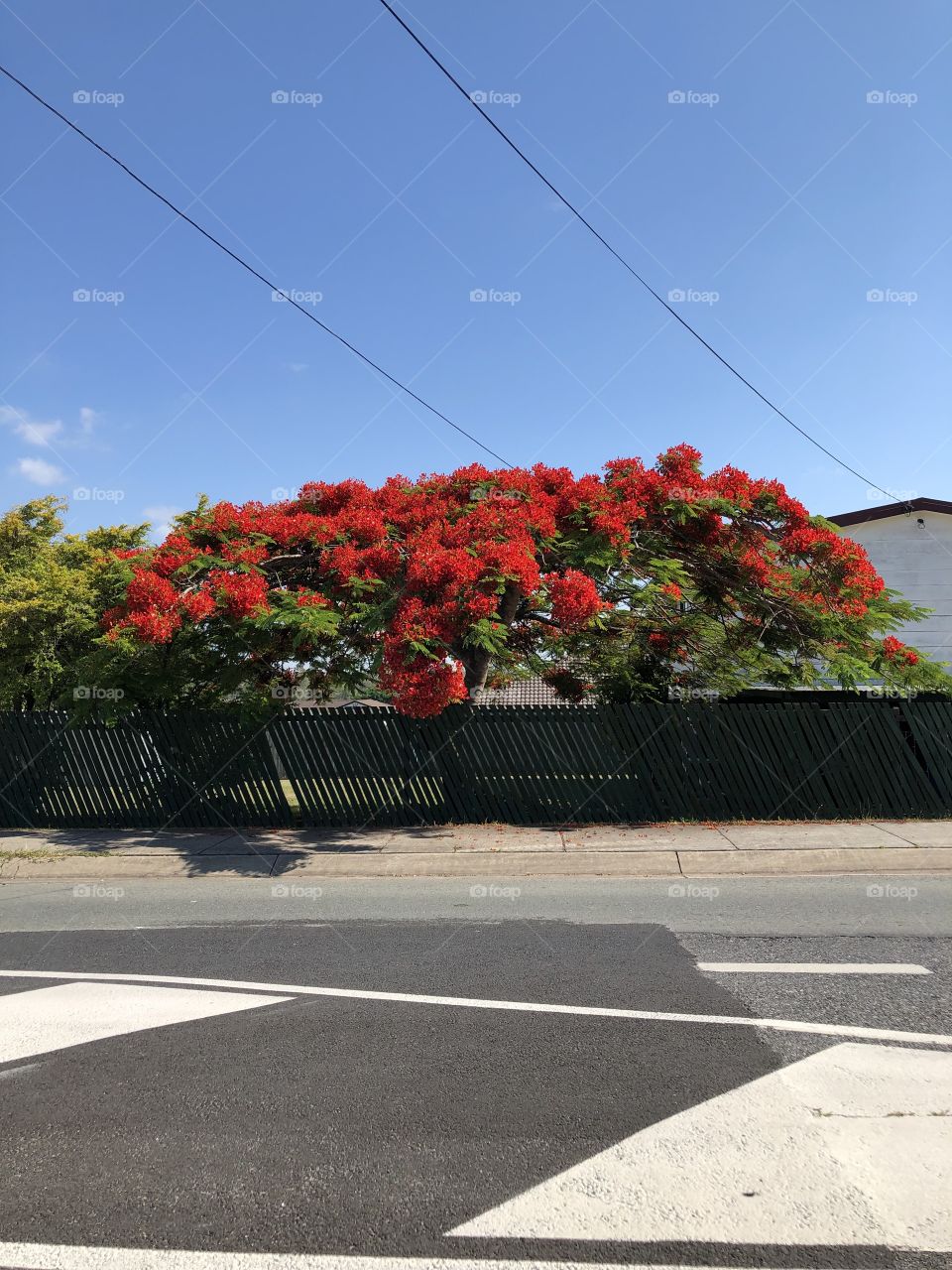 Tree in blossom 