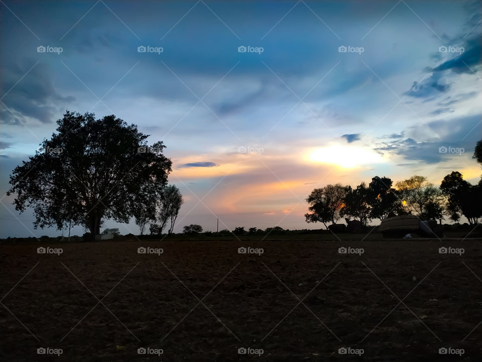 Silhouette of a tree at sunset. in Rajasthan India