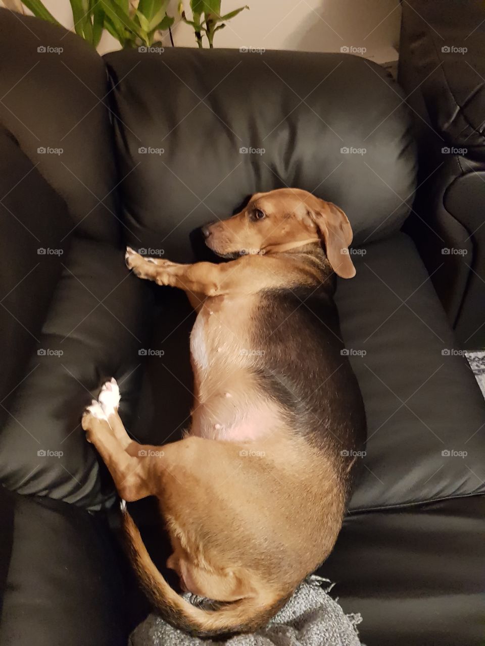 sleeping dog