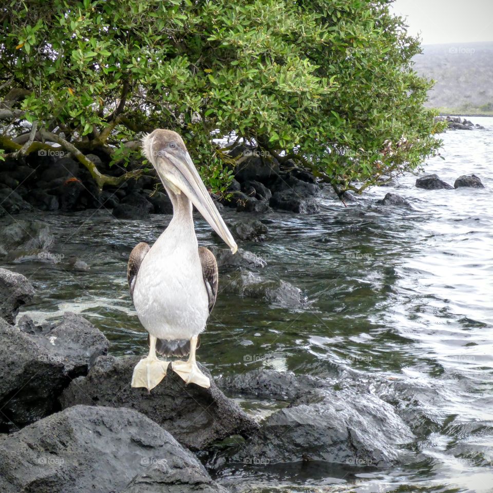 Galapagos pelican