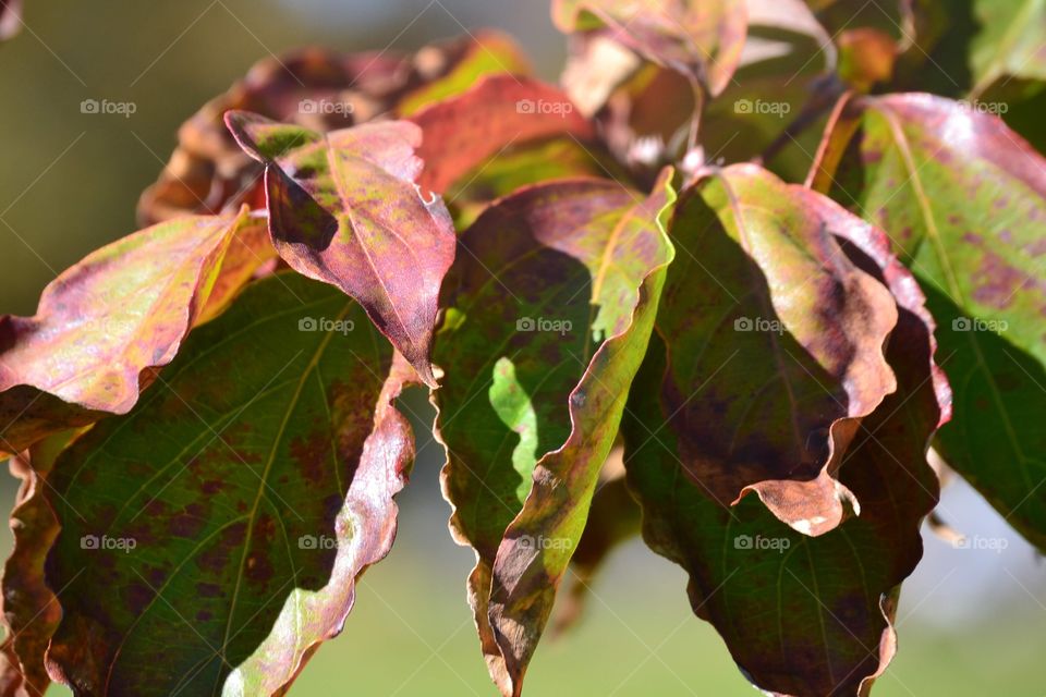 Fall time leaves in Connecticut