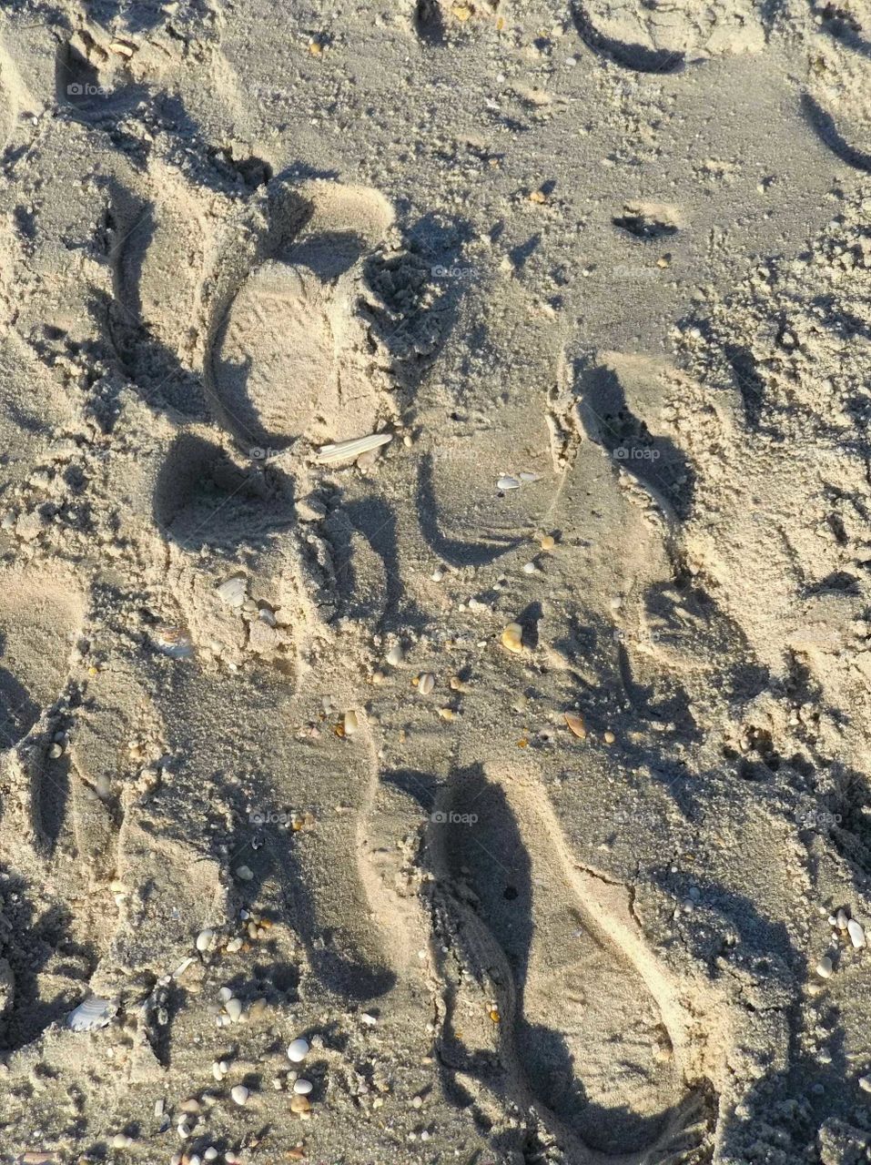 Sunday's walk on the beach