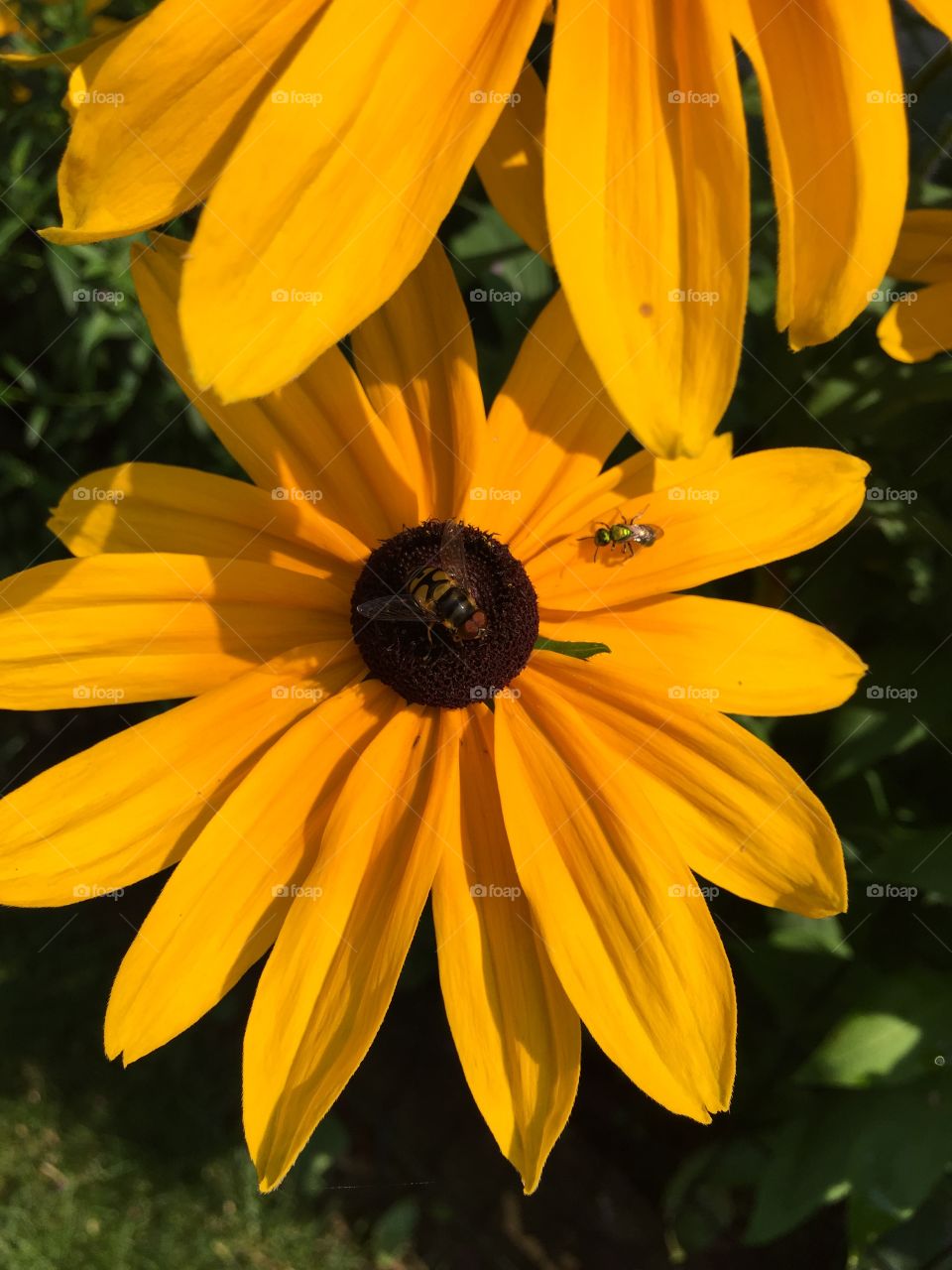 Garden flowers