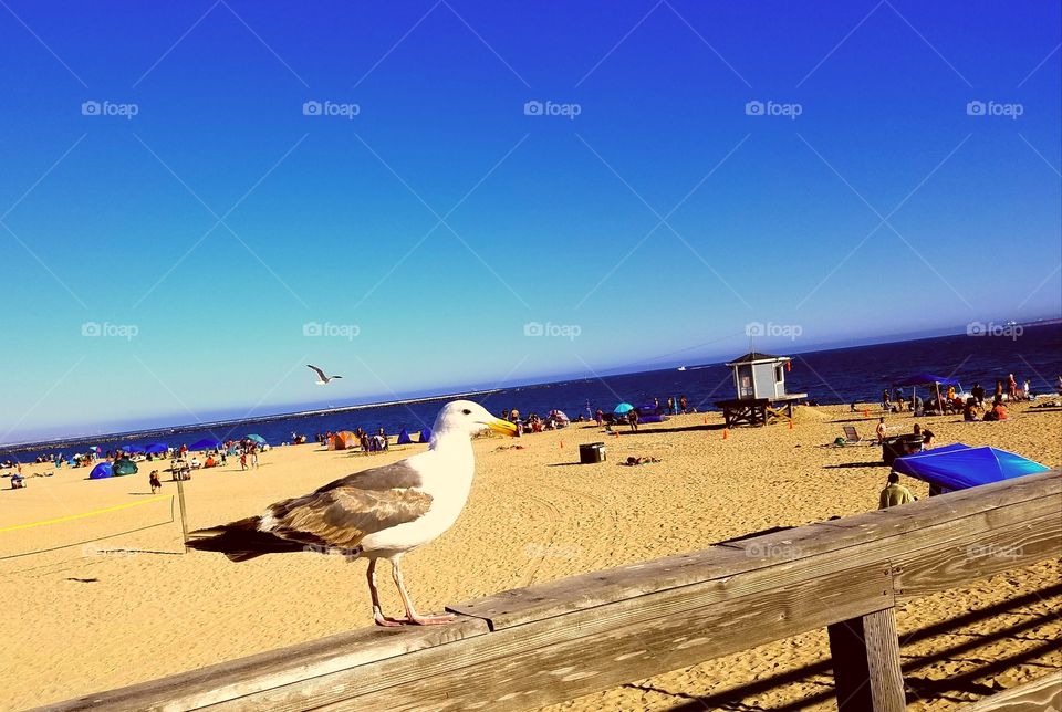 seagull