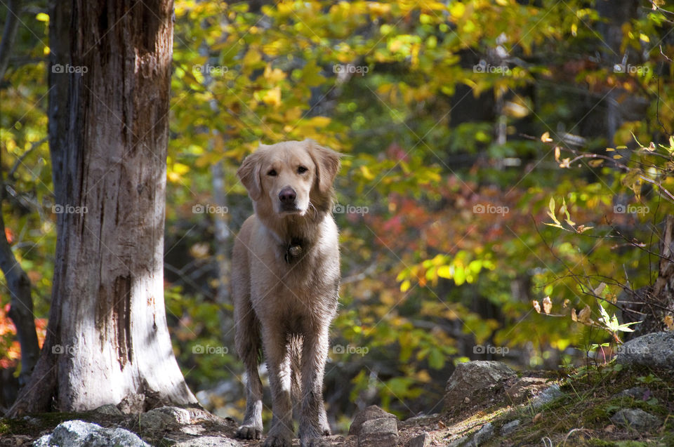 white mountains new hampshire dog woods fall by bobmanley