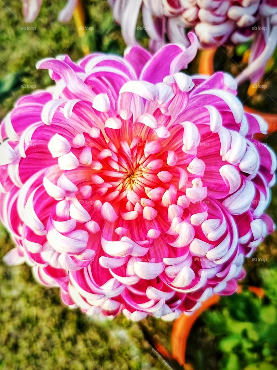 Those flowers look so pretty and colourful! It's like a burst of happiness in a snap. 🌸💕