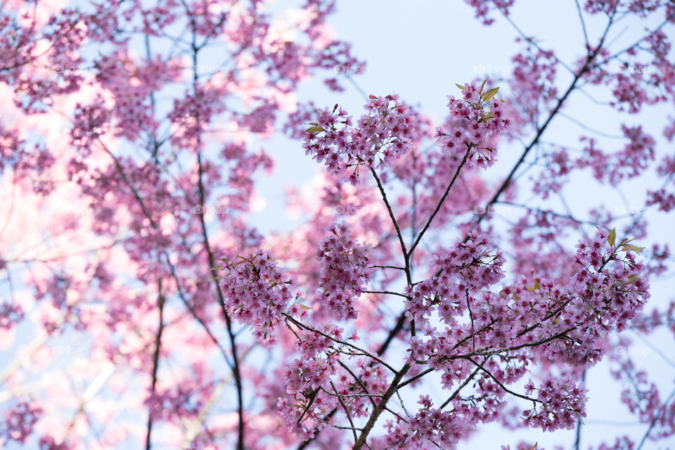 Wild Himalayan Cherry or Sakusa flower in Thailand