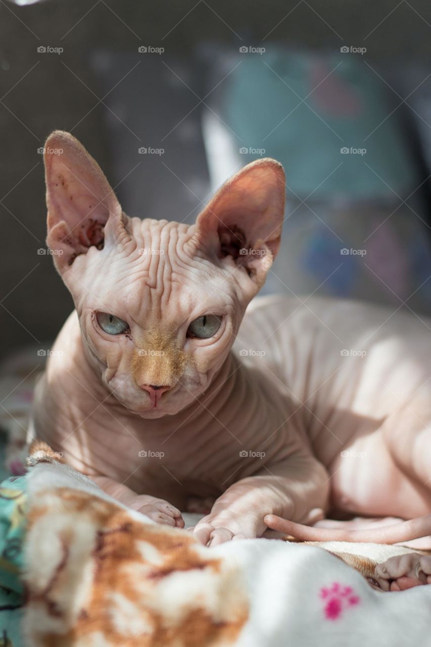 The Sphynx cat, or simply Sphynx, is a breed of cat known for its lack of fur. Hairlessness in cats is a naturally occurring genetic mutation, and the Sphynx was developed through selective breeding of these animals, starting in the 1960s.