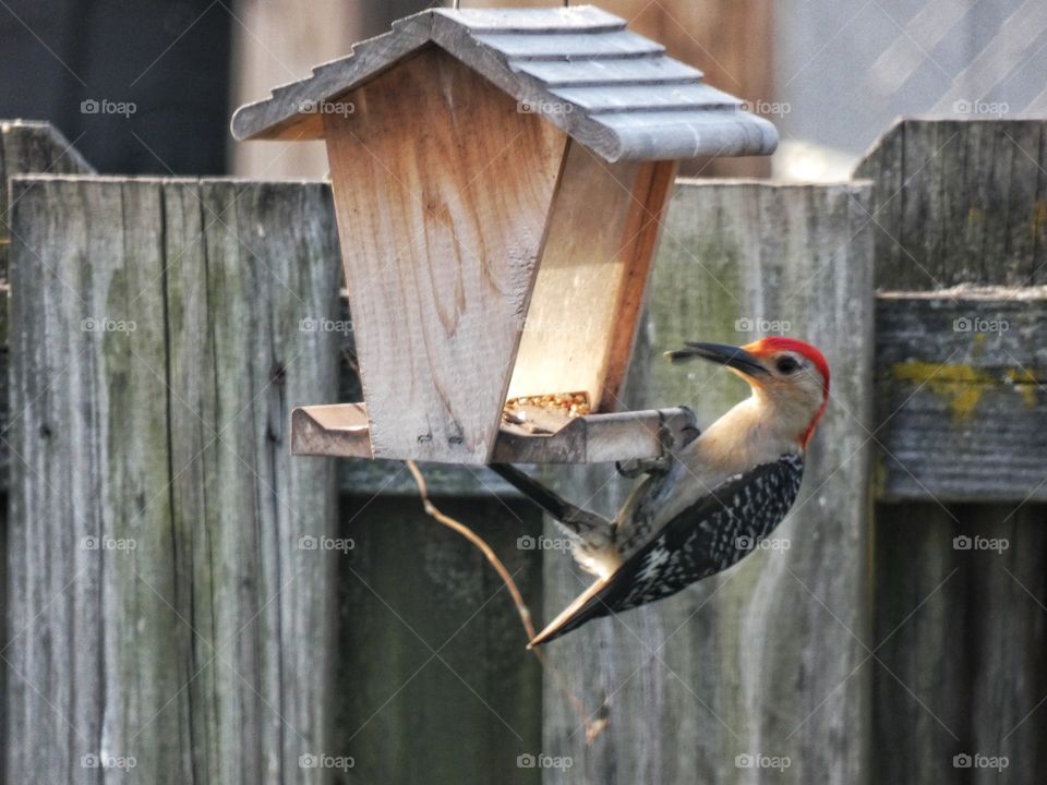 red bellied woodpecker