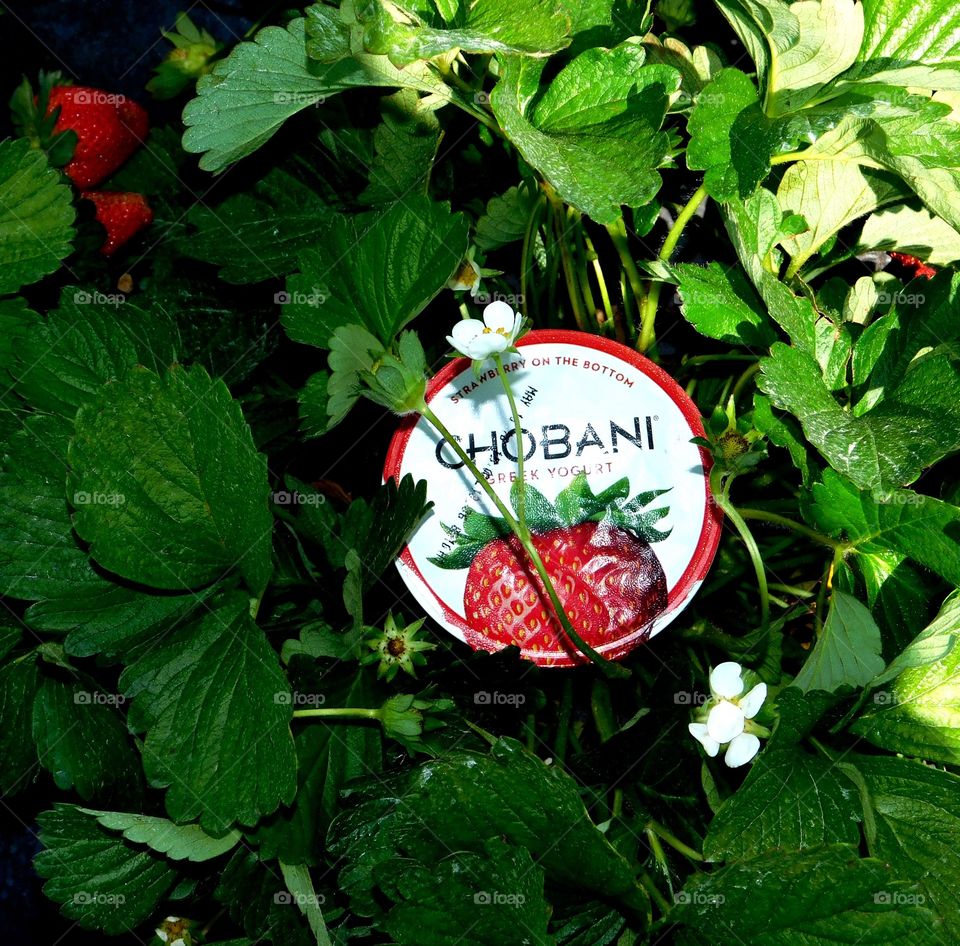 Chobani mission colorful, fresh strawberries, strawberry yogurt 