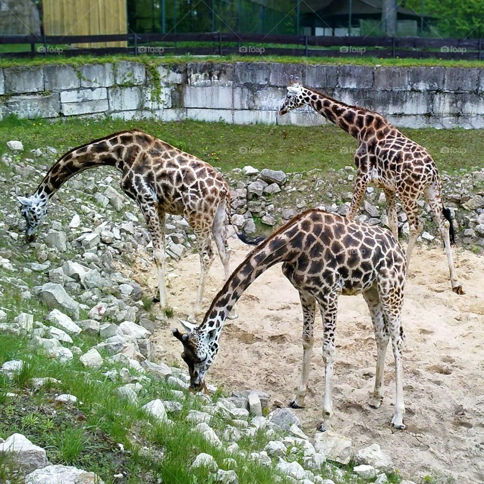 summer park giraffe giraffes by omiata
