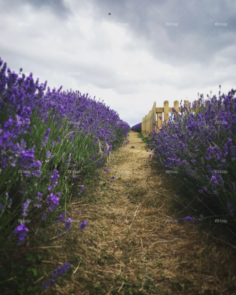 Lavender Field in London