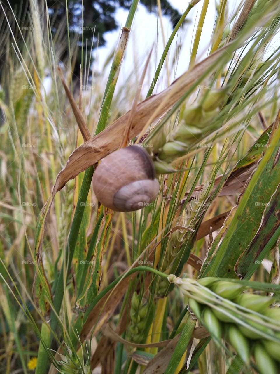 Snail