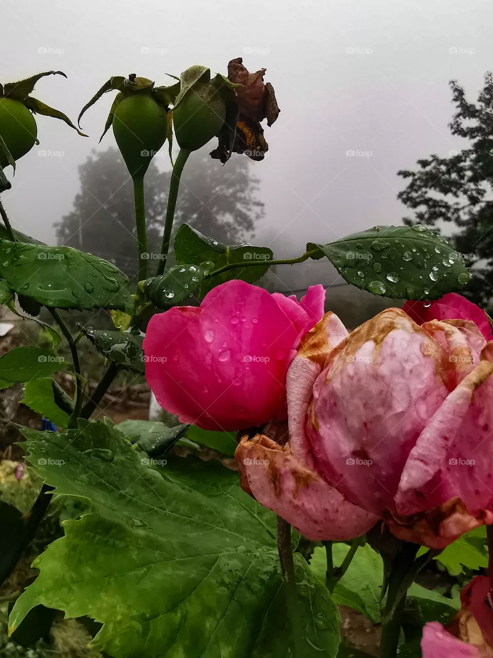 summer rainy