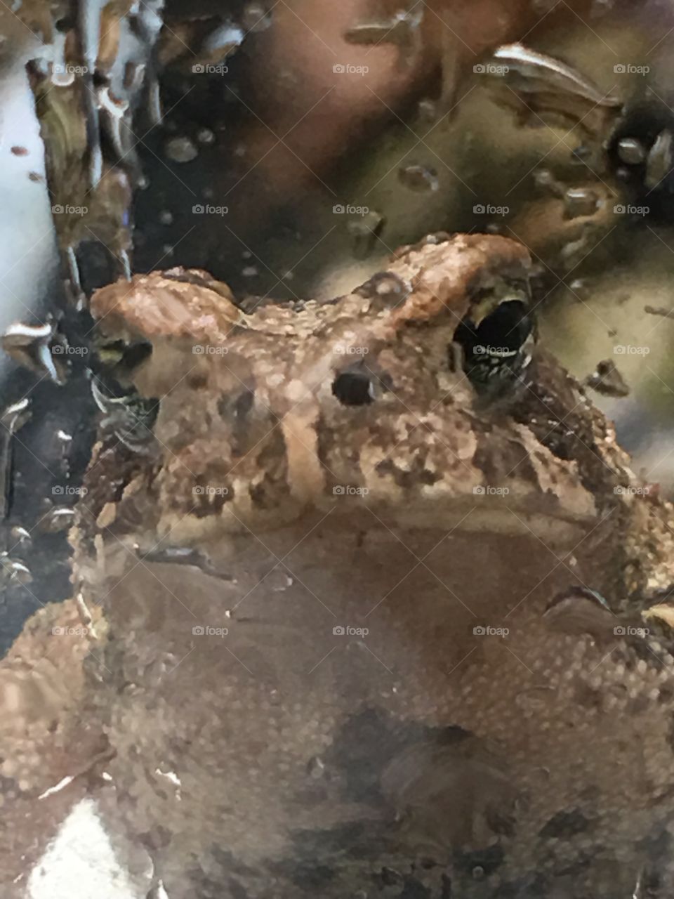 Frog closeup 