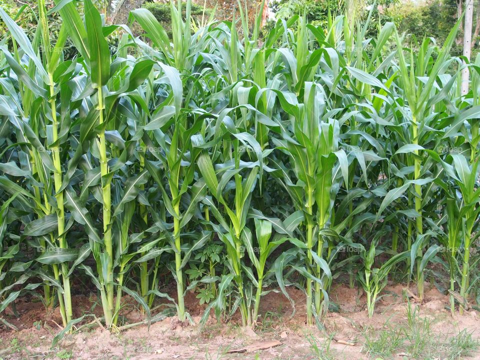 Corn plants in farmland