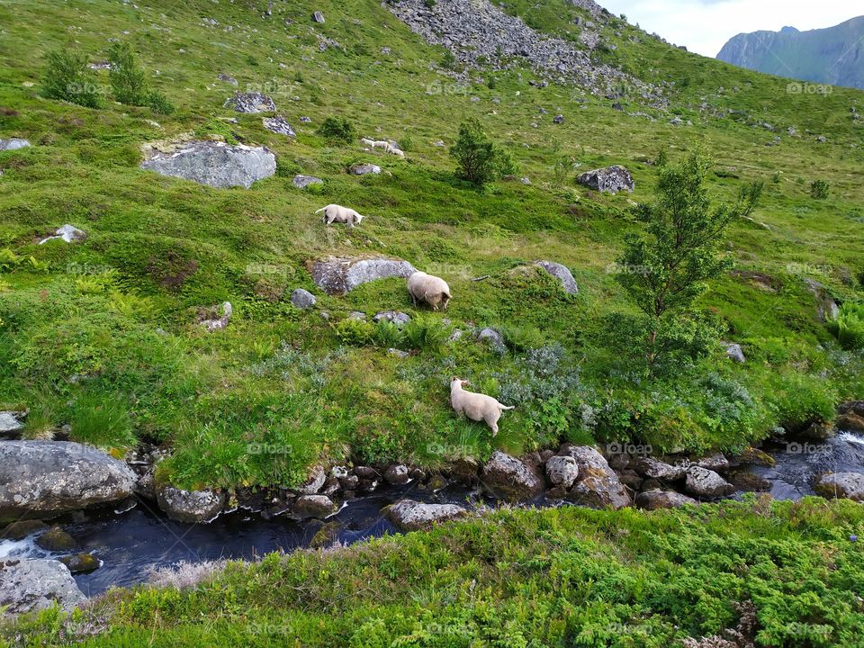 landscape nature sheep