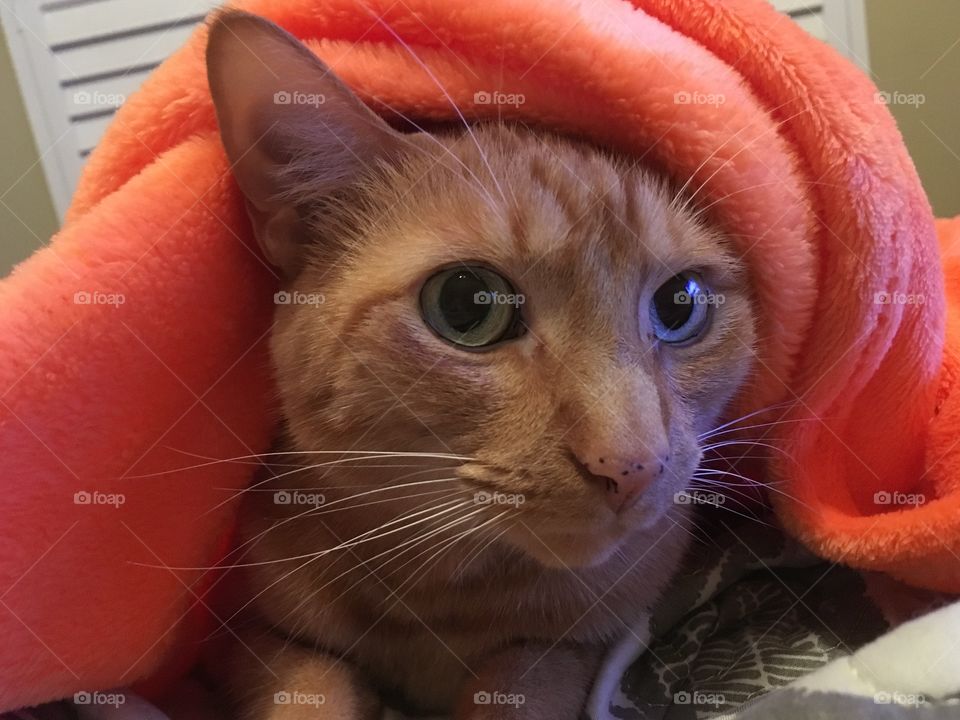 Ginger kitty under an orange blanket 