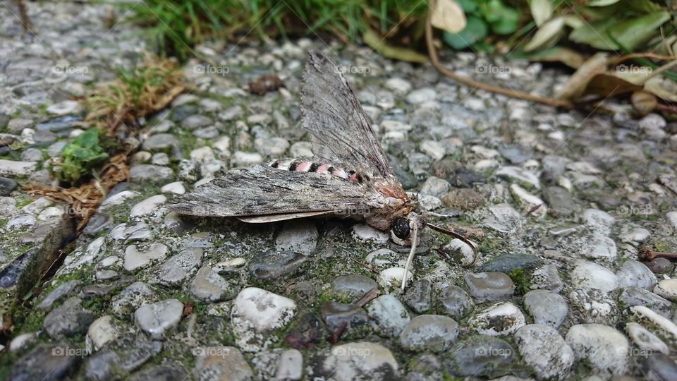 moth on ground butterfly