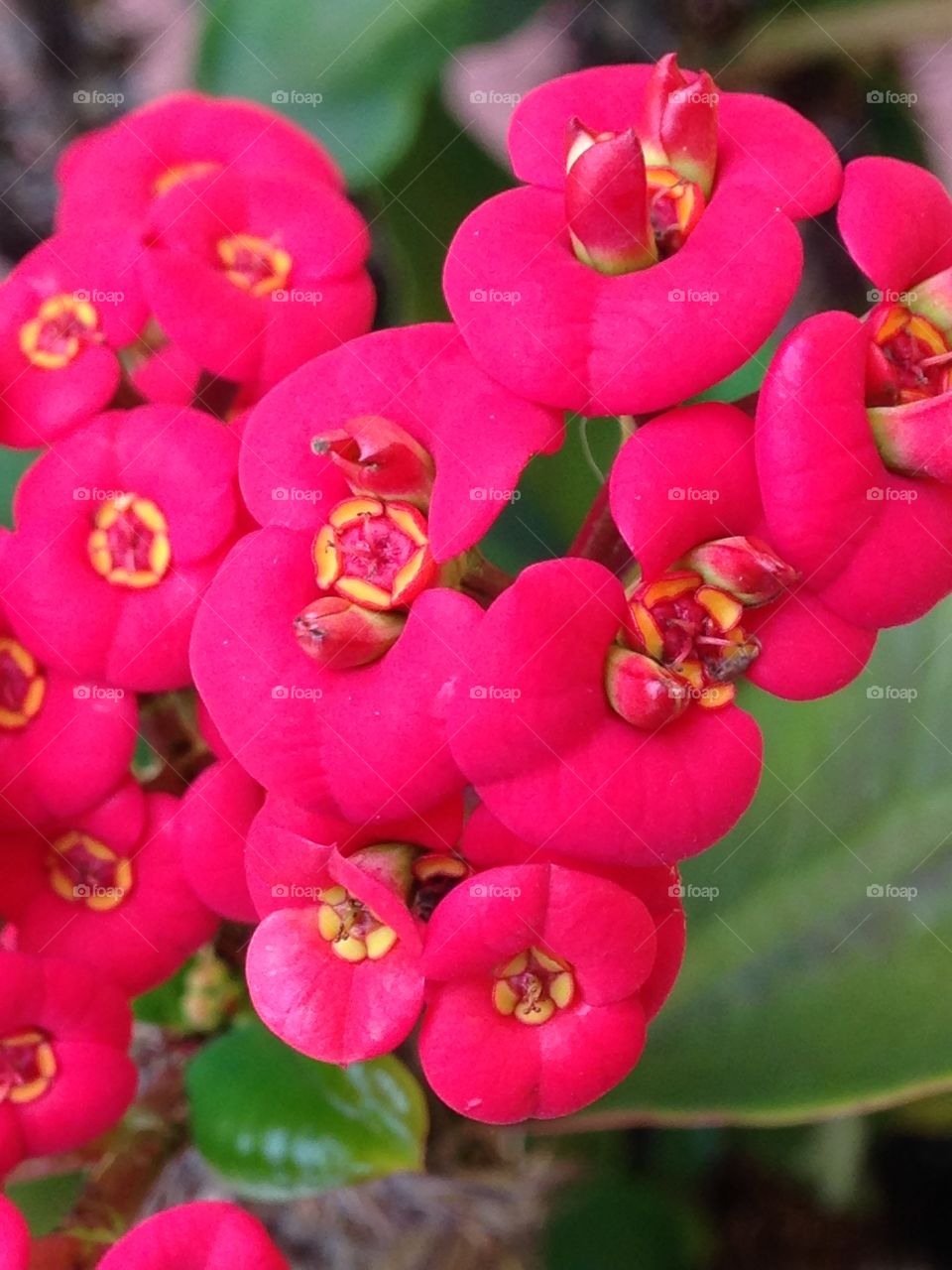 Crown of thorns plant 