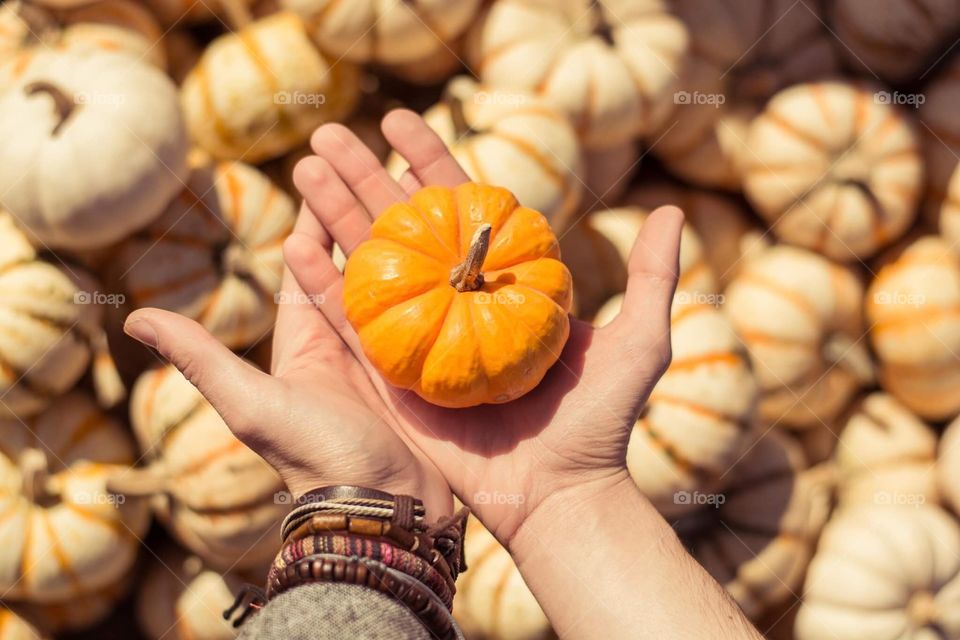 Pumpkin picking at the local farmers market for autumn fall 