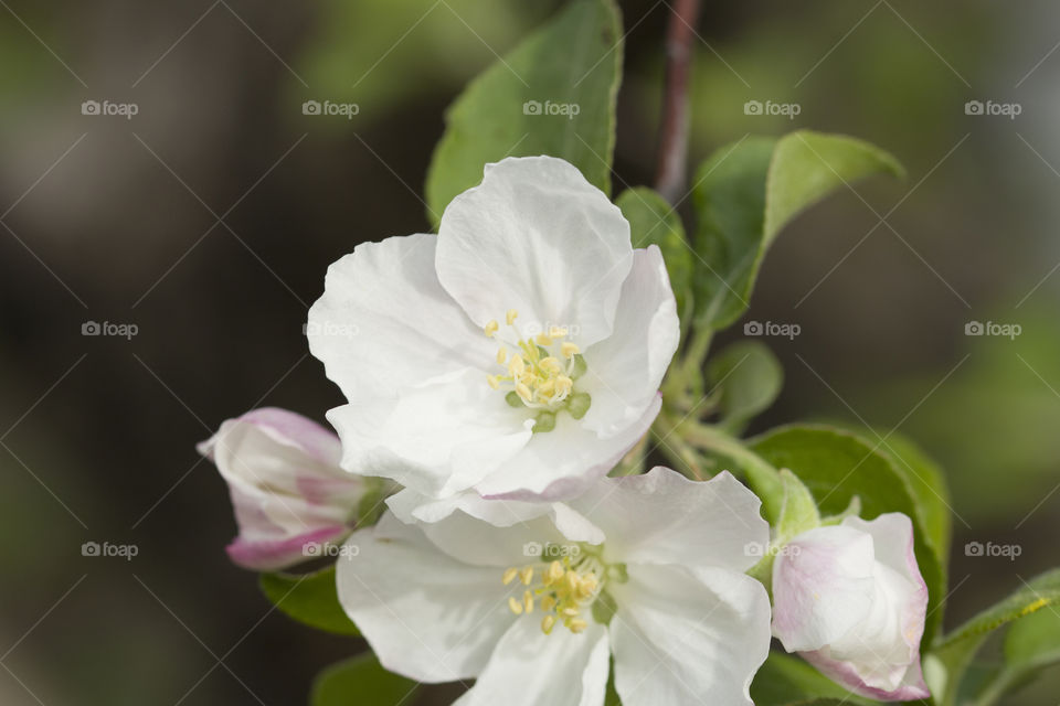 Apple blossom on an apple tree in a domestic garden