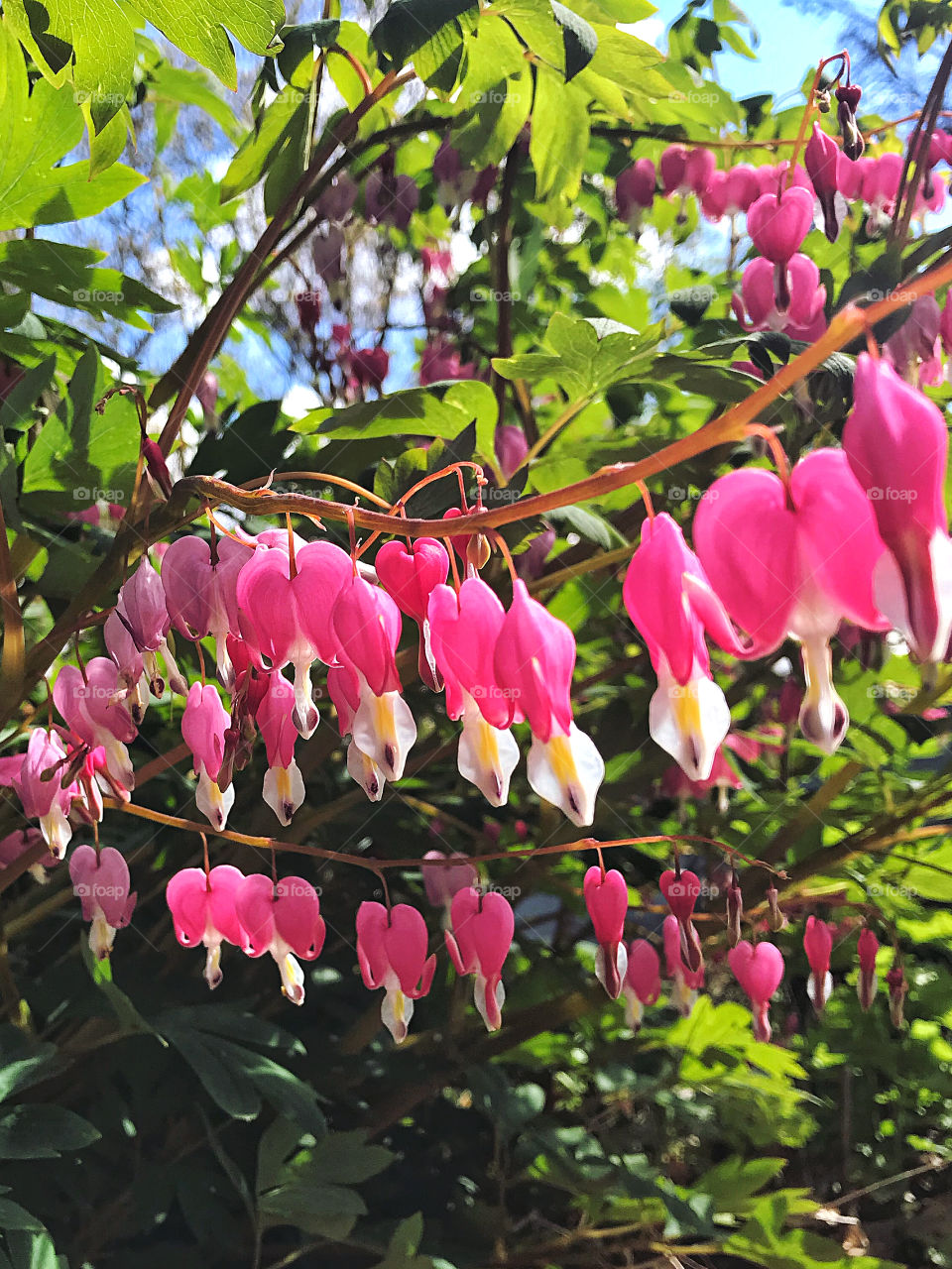 Bleeding Hearts 