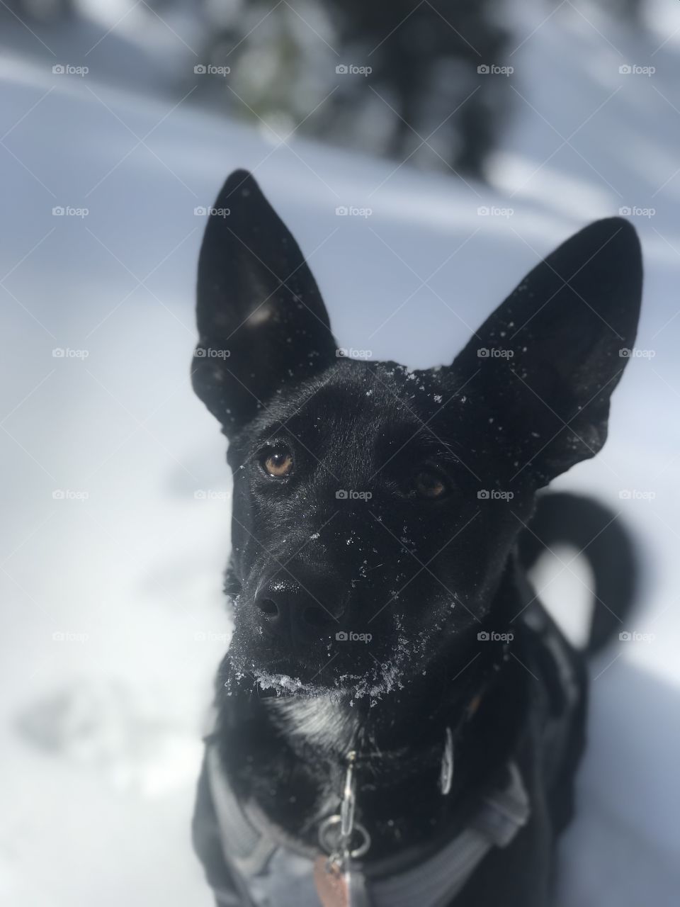 A face full of snow and ears perked up to listen. An eager pup awaits the throwing of his new favorite stick. 
