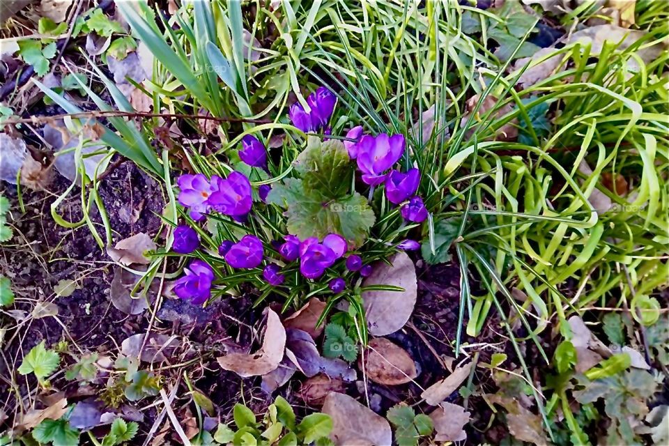 Plants are sprouting up everywhere just in time for Spring as is the case with these beautiful little violet flowers in a garden in rural “Bavaria”, Germany. 2024. Hypnotic Productions