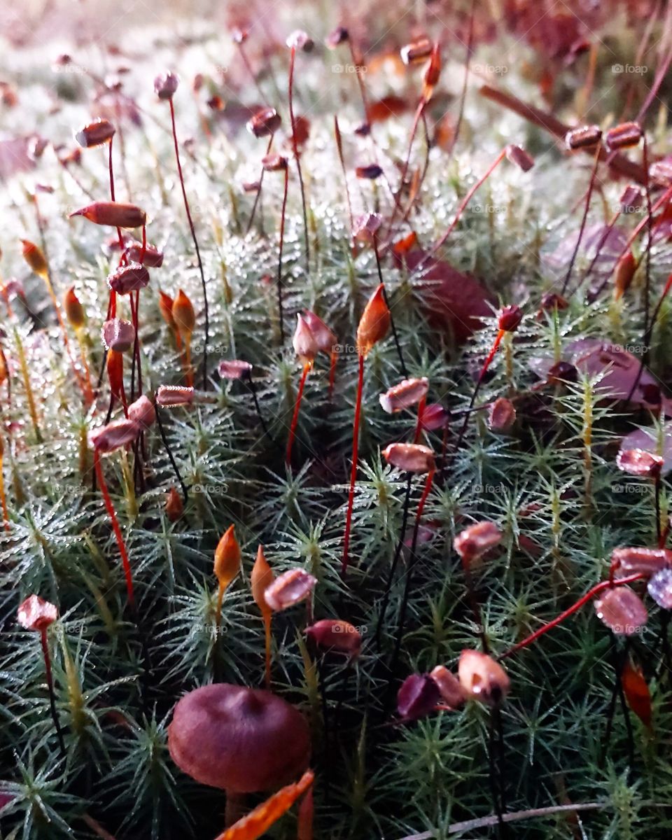 Moss in autumn