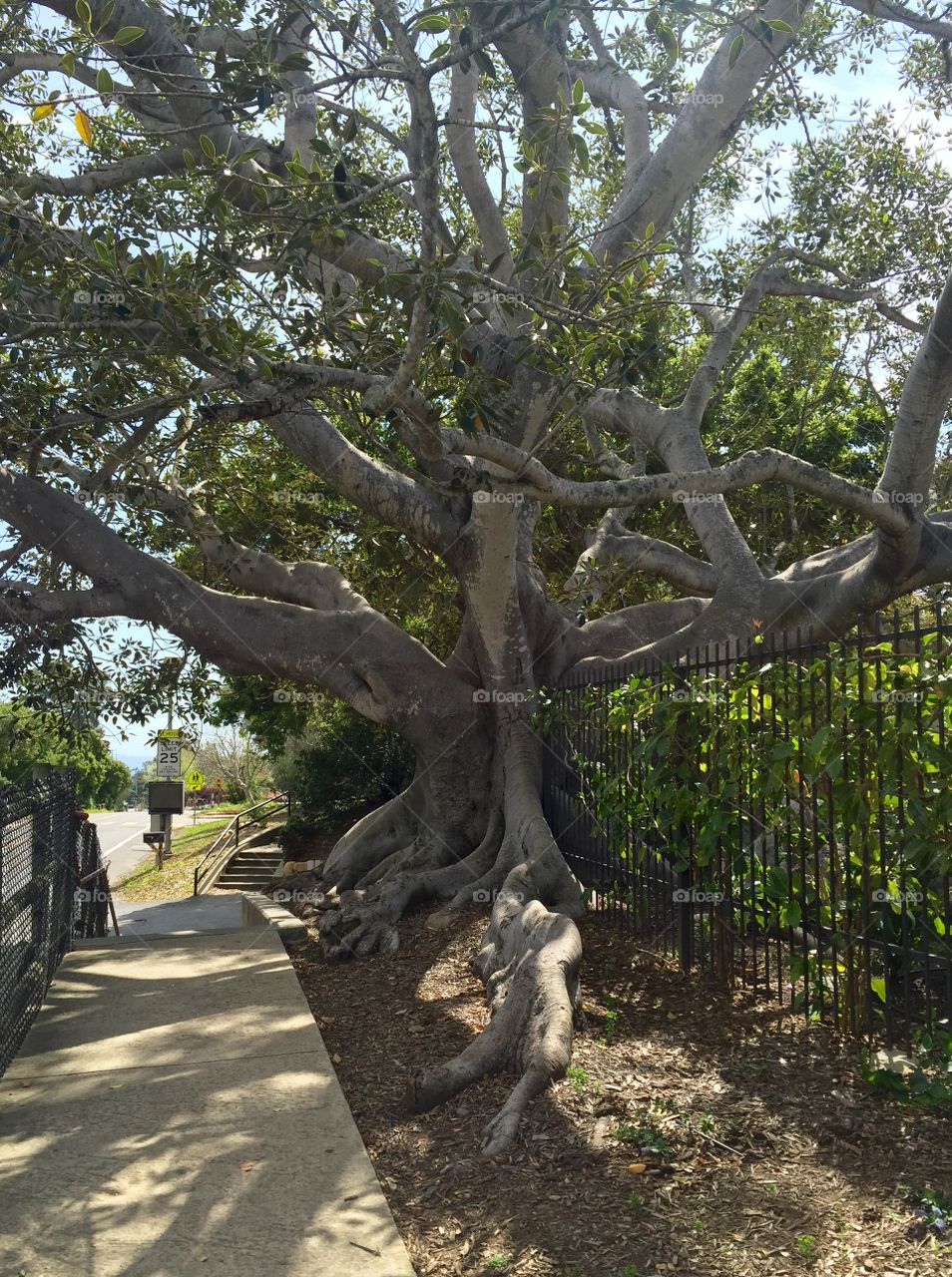 Montecito Tree