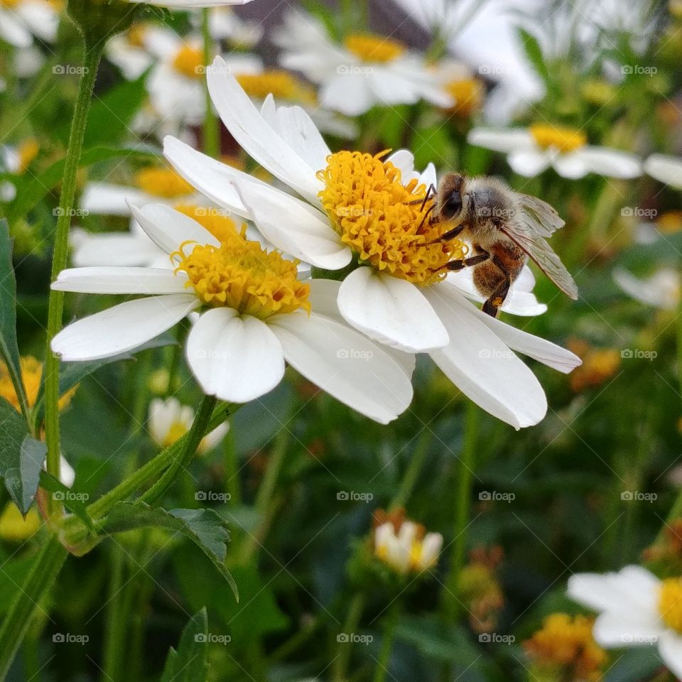 Biene Blume Insekt