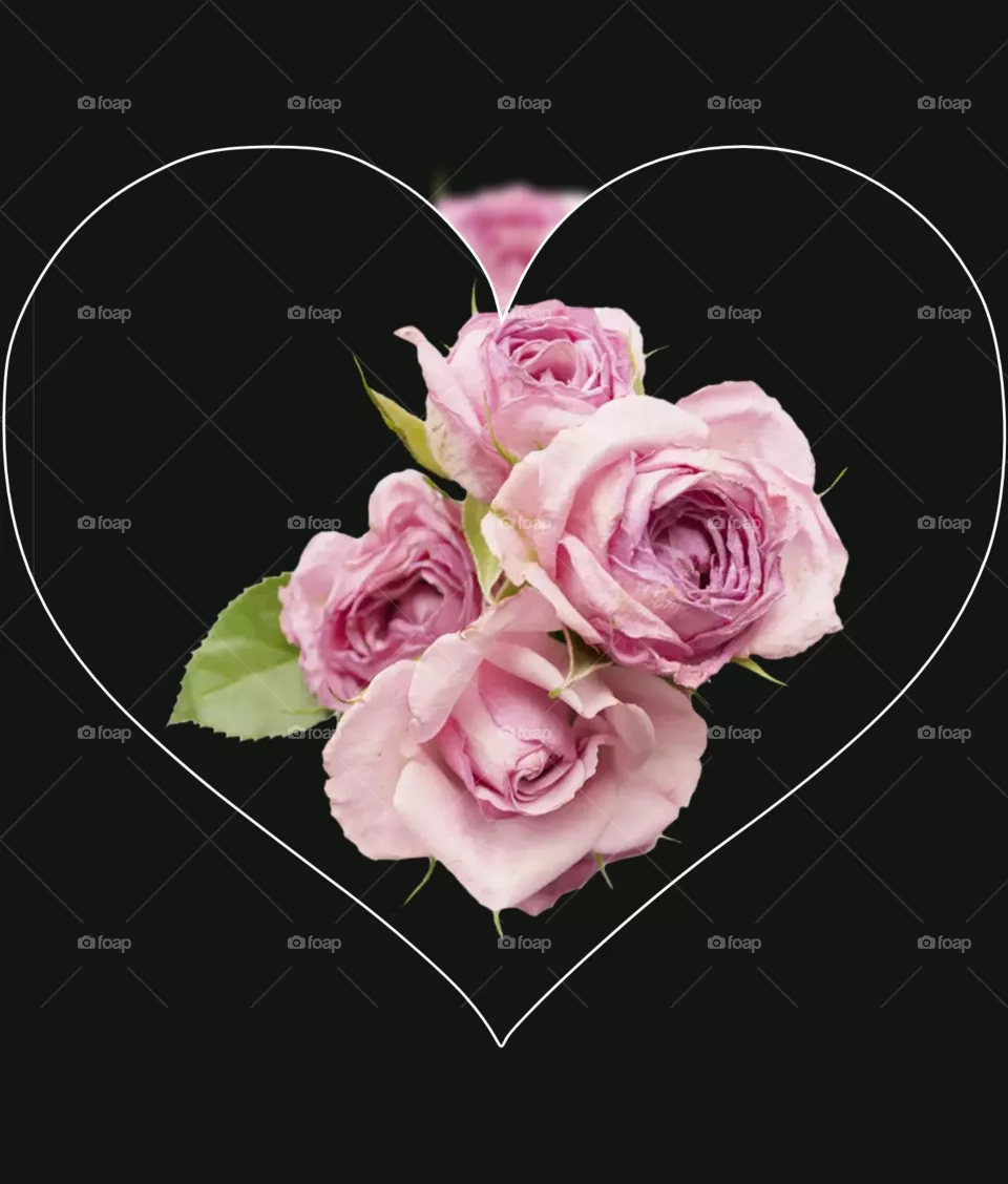 rose
