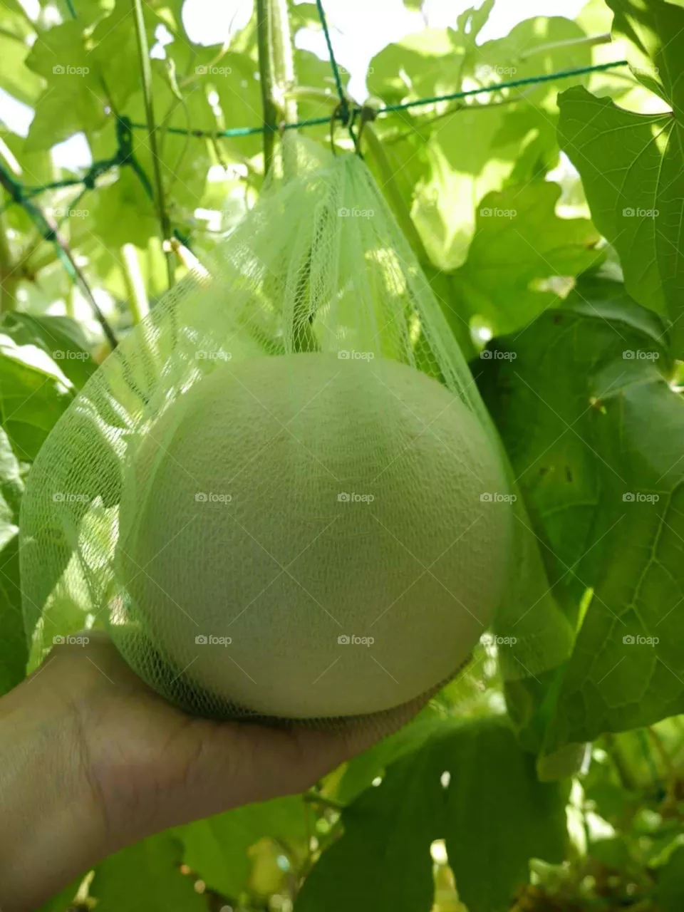 fruit