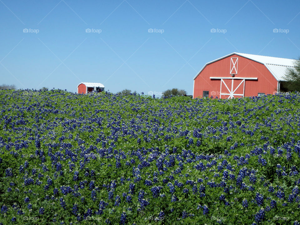 Texas bluebonnets barn