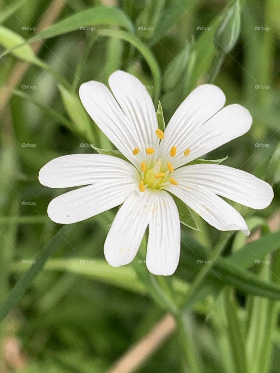 Flowers