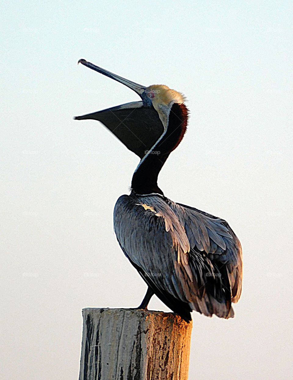 A sunning pelican