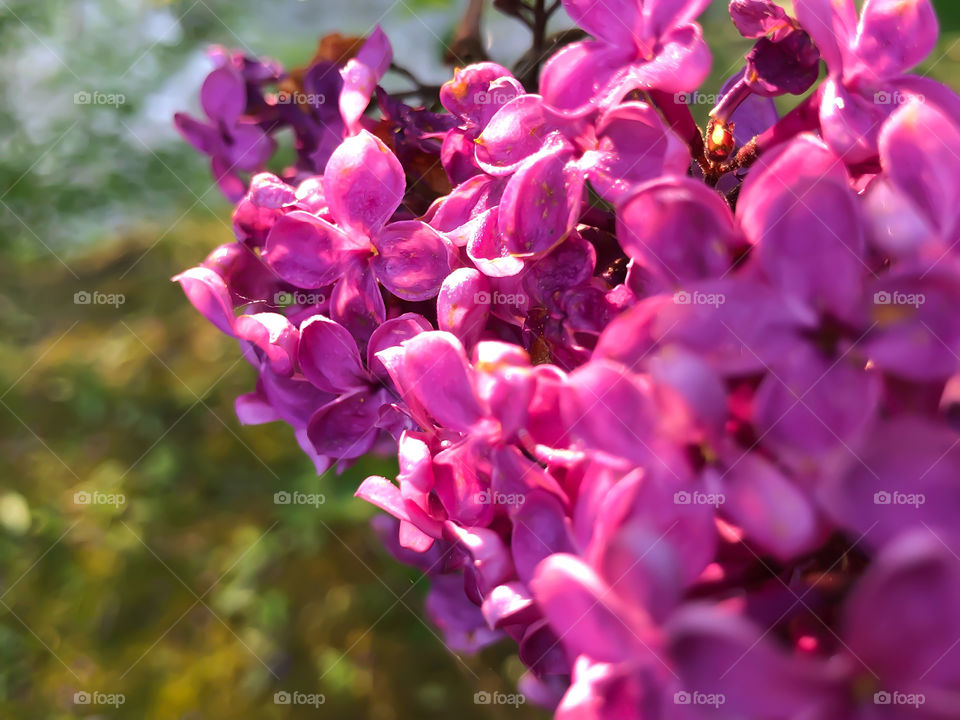 Lilac in the morning sun