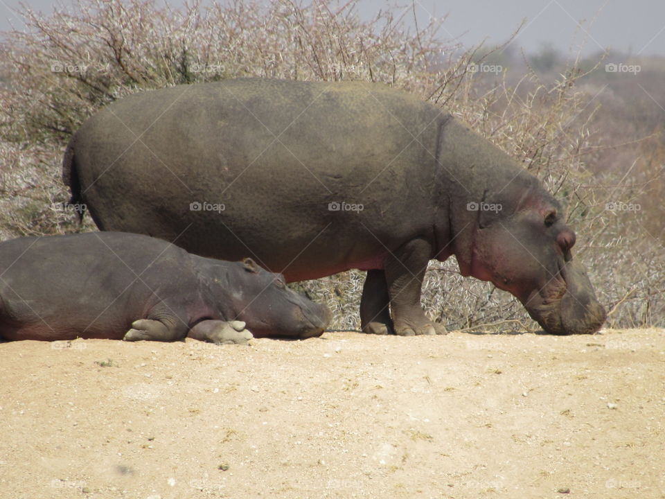 Sleeping bull hippo and baby