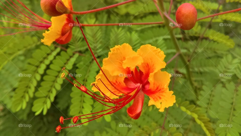 Pride of Barbados