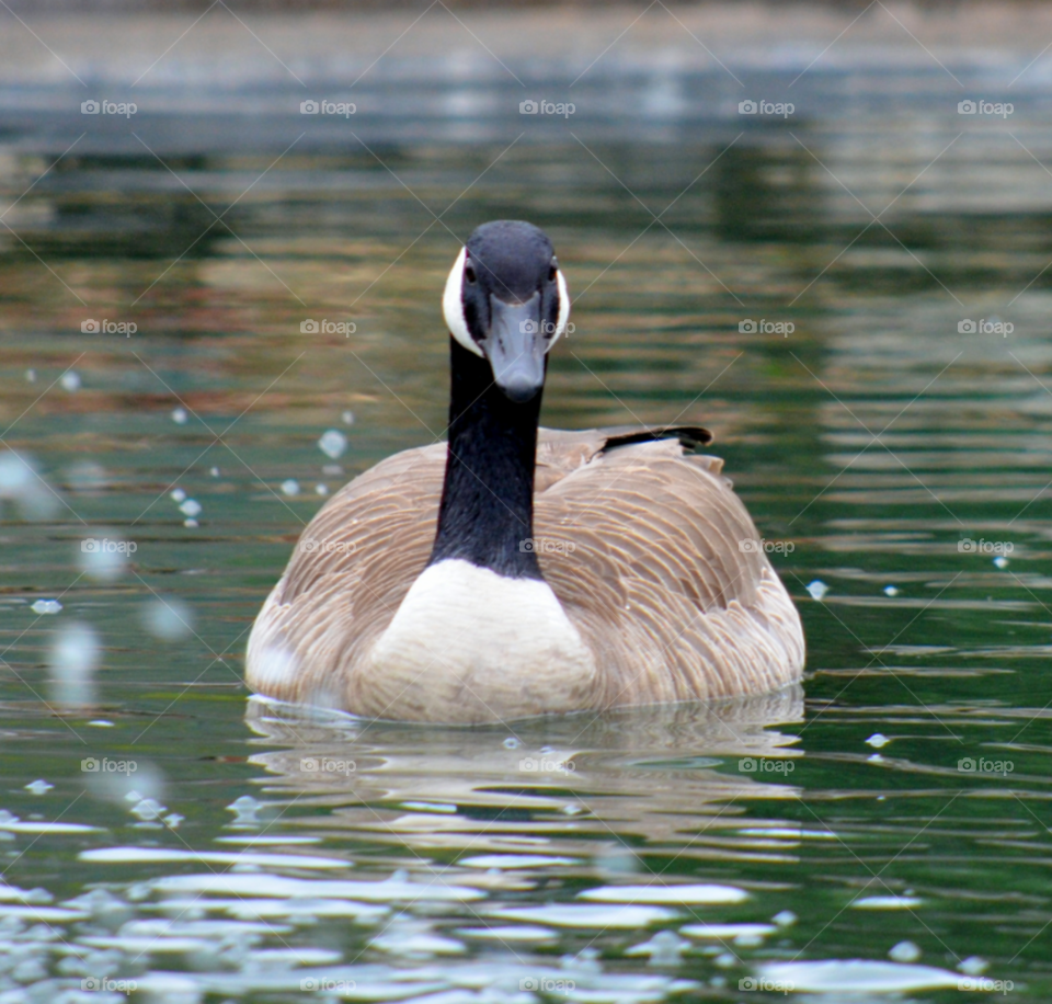 Goose in the Pond