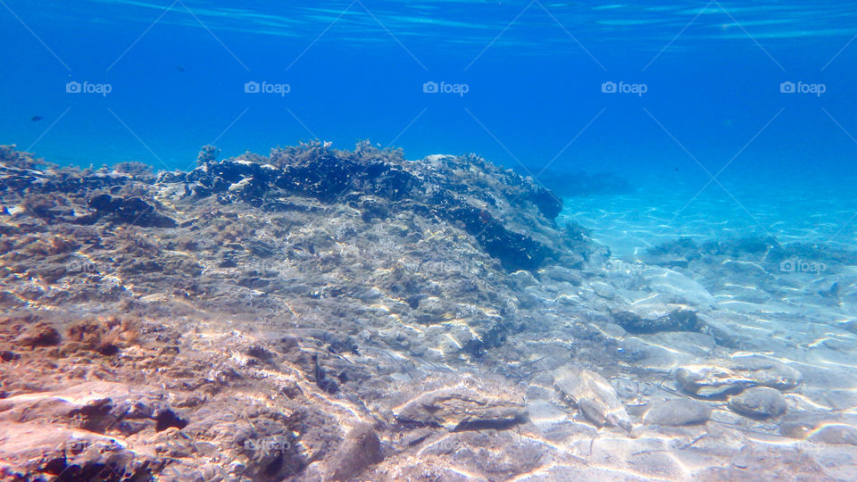 View of coral underwater