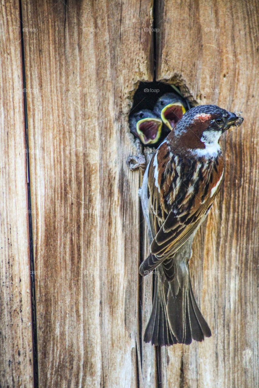 Mama bird feeding her babies in the birdhouse 