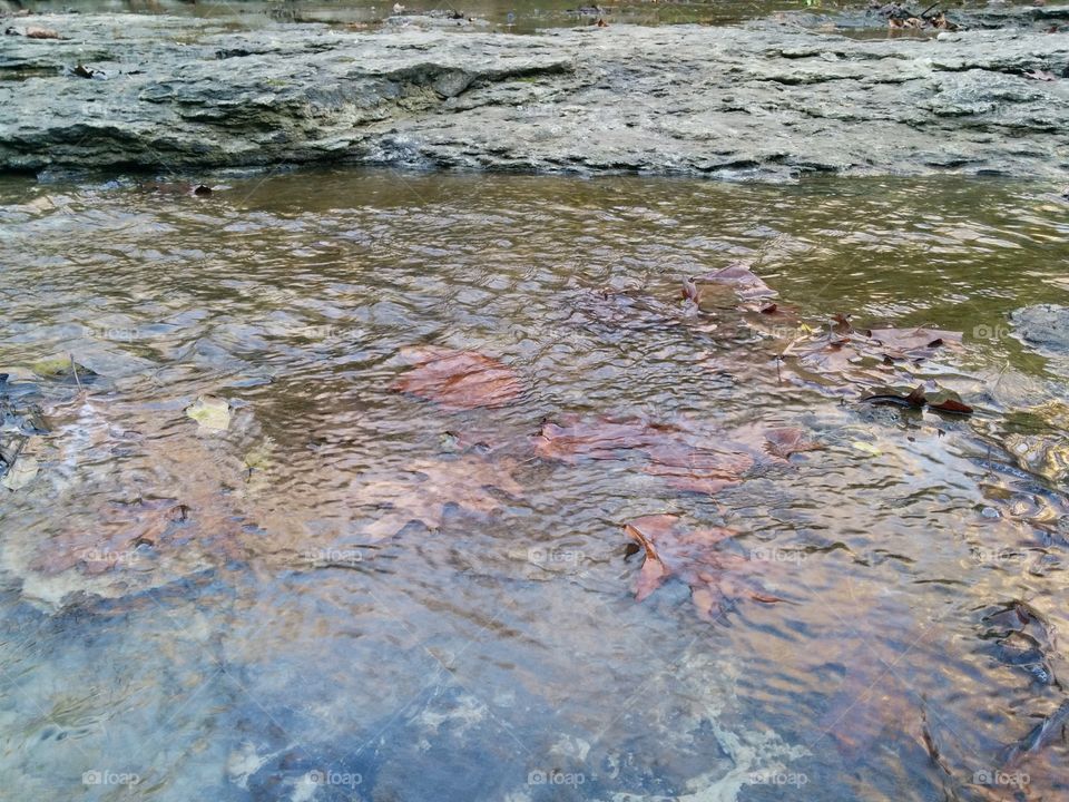 Leaves under Water