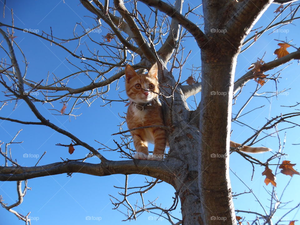 Ginger cat standing on tree