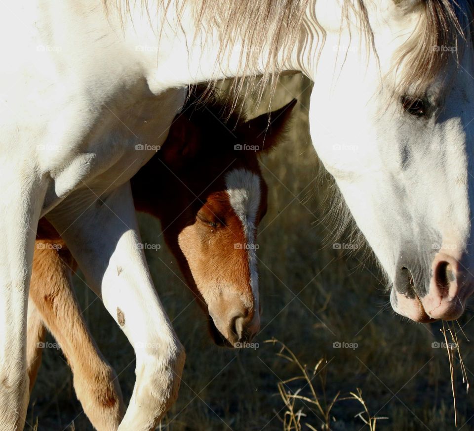 Wild Filly in Mother's Shadow