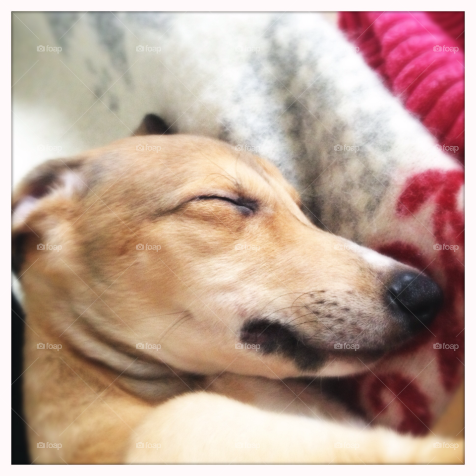 happy dog sweet sleeping by pellepelle