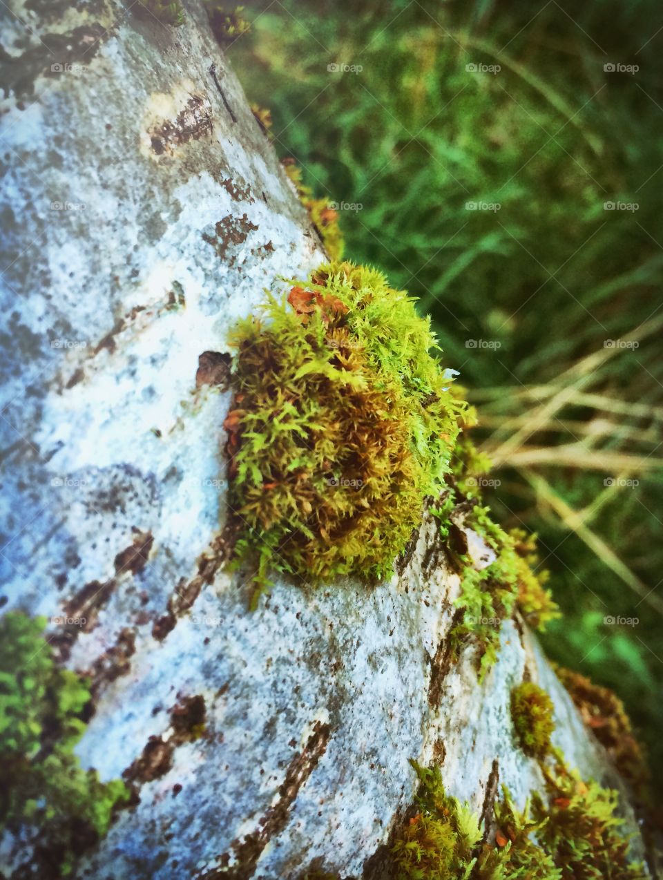 Woodland moss